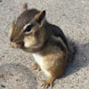 Meet your Posher, Blueridge